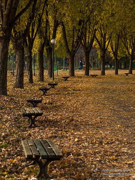 11. Uluslararası Altın Biber Festivali